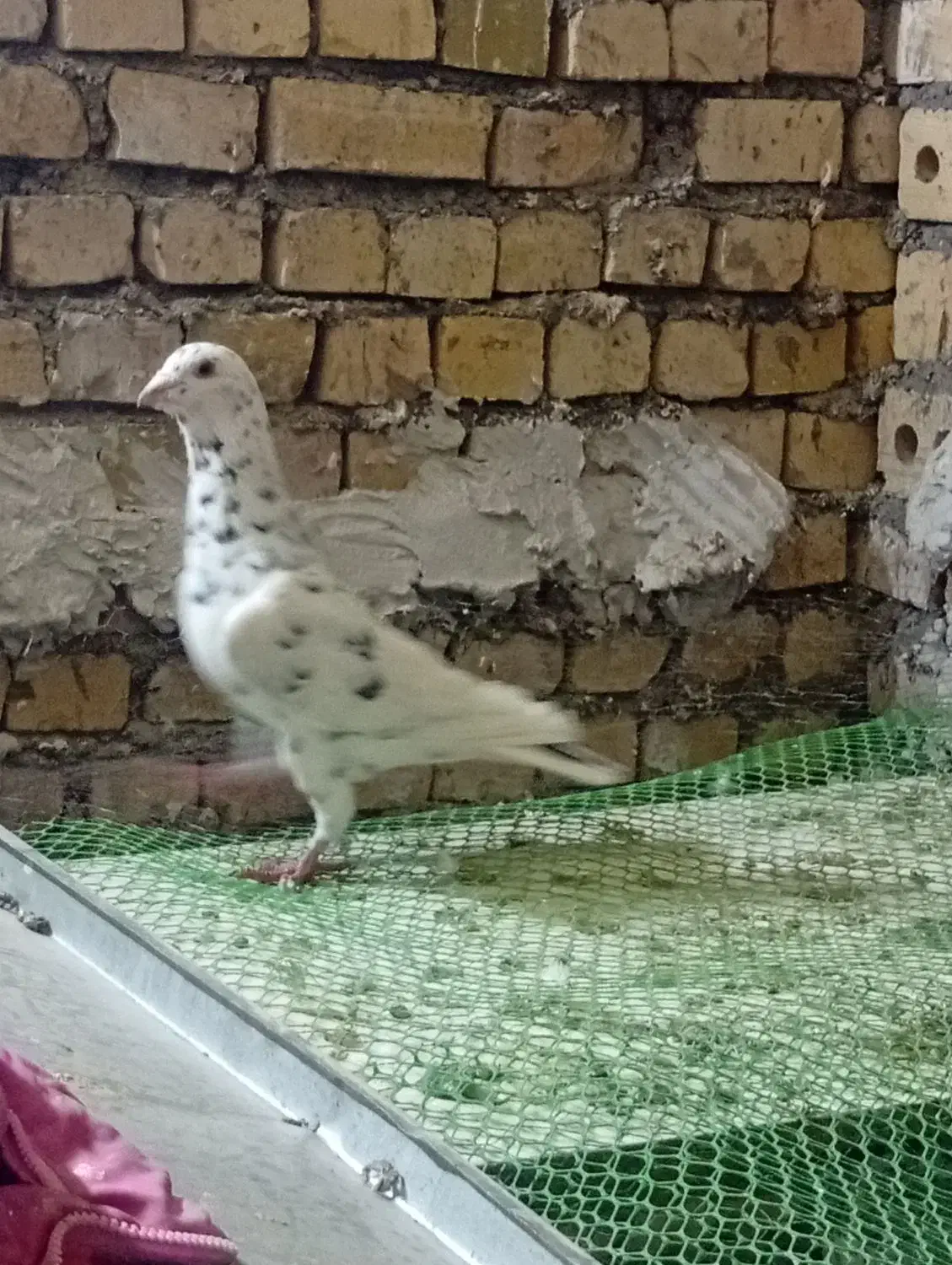 کبوتر|پرنده|رضویه, |دیوار