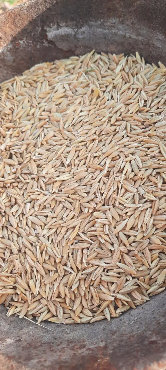 جومحلی|خدمات باغبانی و درختکاری|کربال, |دیوار