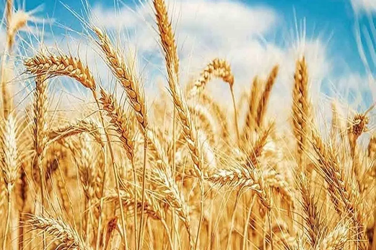 گندم دیمه|گل و گیاه طبیعی|زبرخان, |دیوار