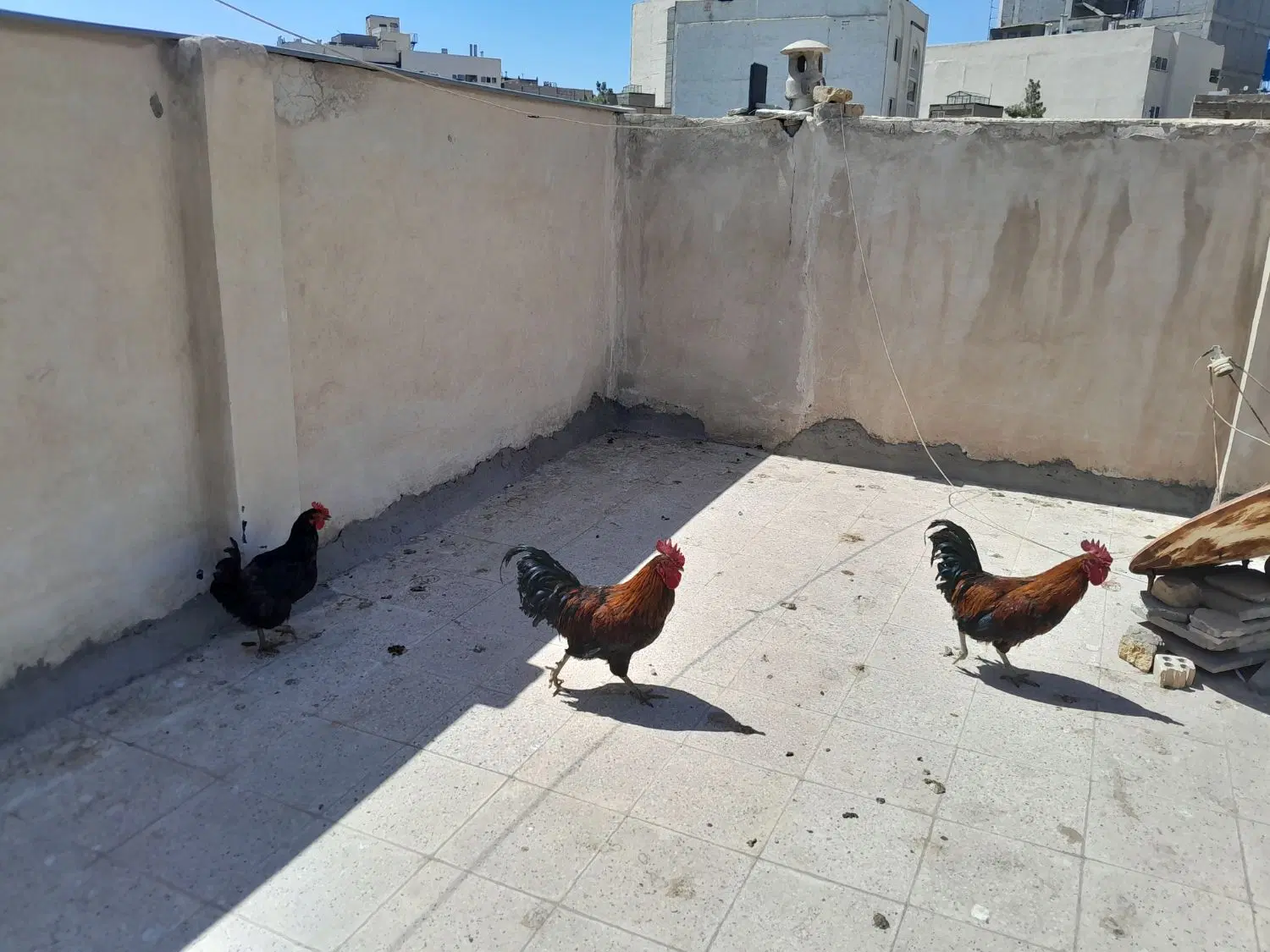 خروس|حیوانات مزرعه|مشهد, یوسفیه (شهرک غرب)|دیوار