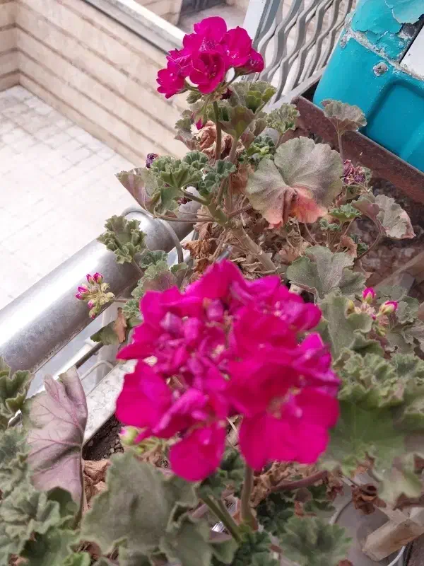 استخدام پرستار خانم|استخدام درمانی، زیبایی، بهداشتی|تهران, زعفرانیه|دیوار