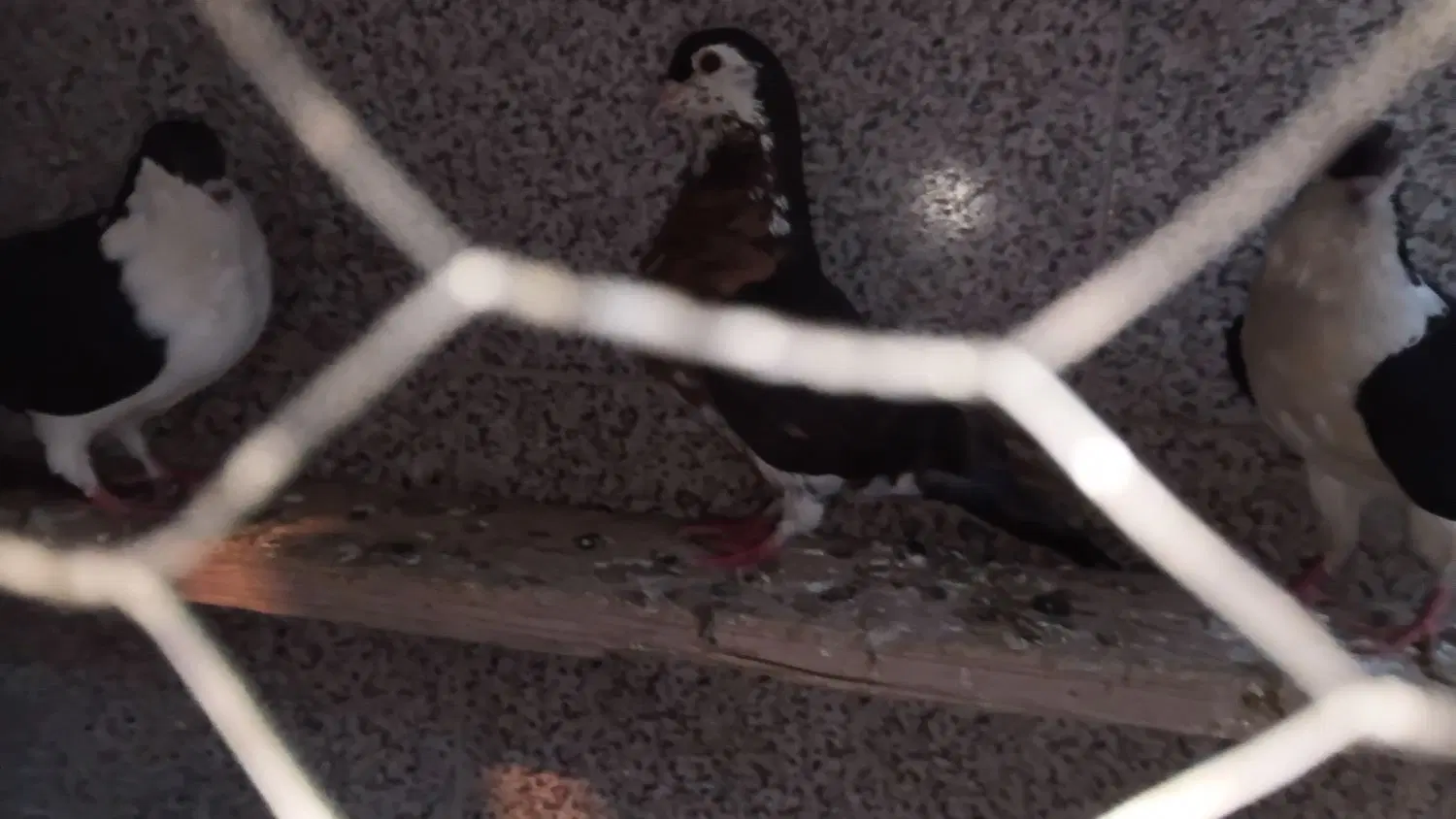 کلاغ دم|پرنده|مشهد, نوده|دیوار