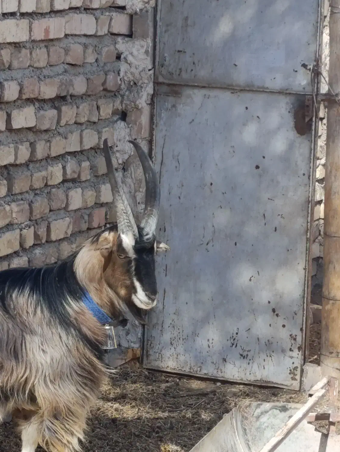 بزغاله نر بزغاله نر بزی  جلو رو نترس|حیوانات مزرعه|جوادآباد, |دیوار