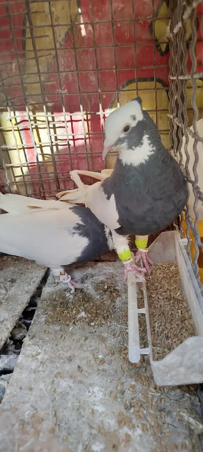 طوق سیاه|پرنده|شیراز, شهرک بهار|دیوار