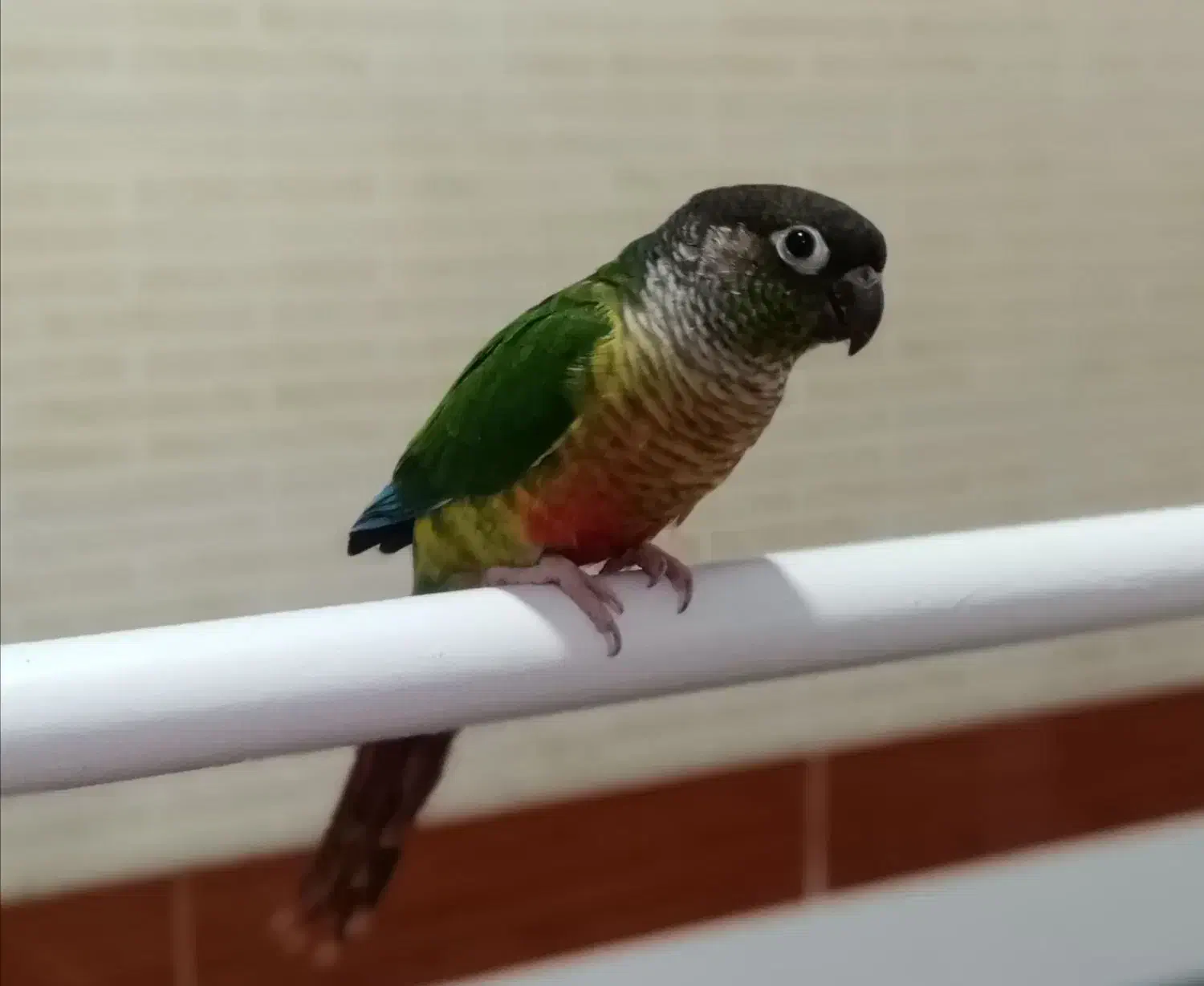 طوطی گرینچ|پرنده|مهاباد (آذربایجان غربی), |دیوار