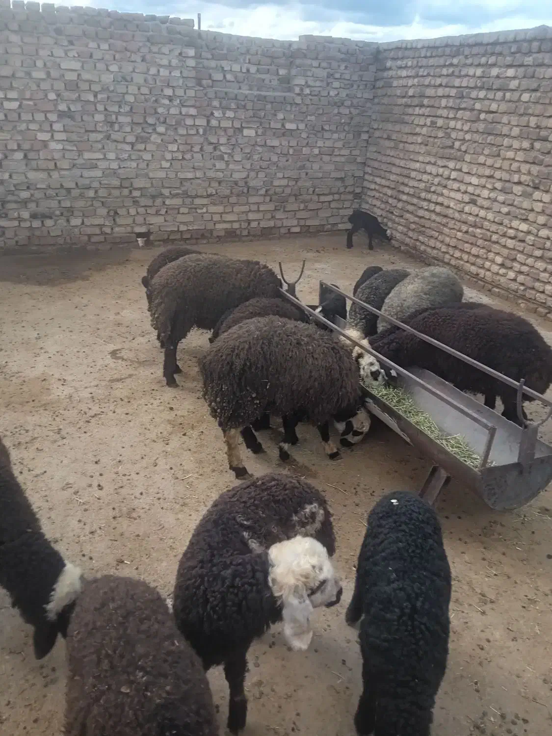 5راس بره نر شالی|حیوانات مزرعه|قزوین, |دیوار