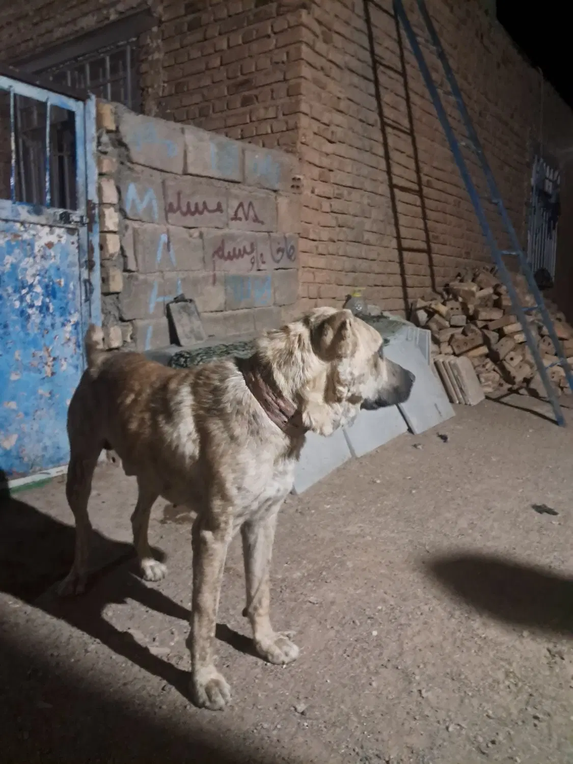 سگ گله|سگ|خواف, |دیوار