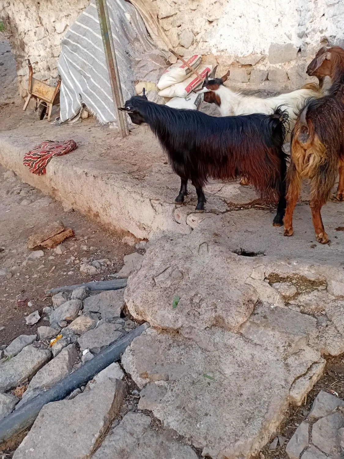 بز جوان|حیوانات مزرعه|طارم (قزوین), |دیوار