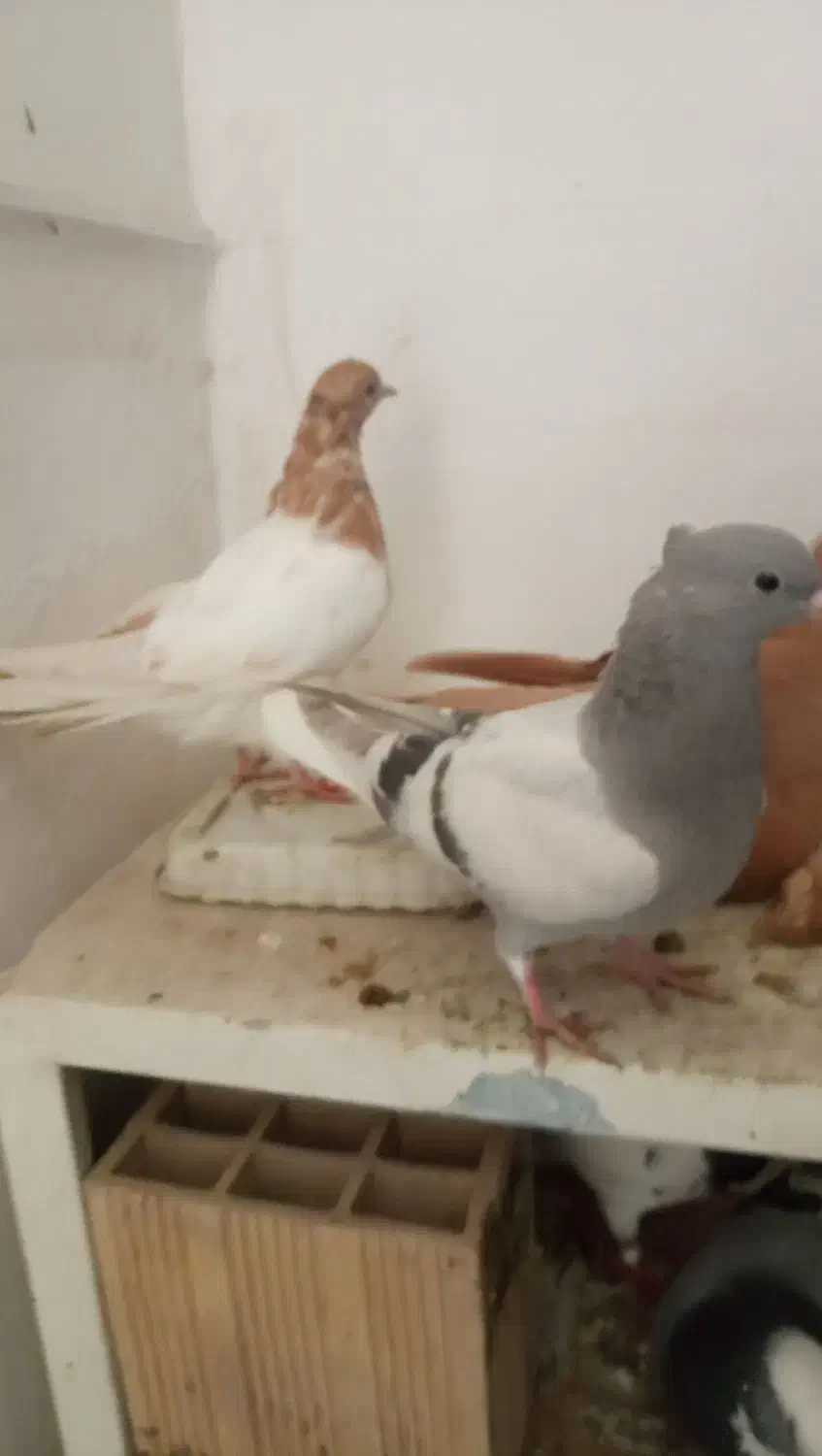 کبوتر|پرنده|اردبیل, |دیوار