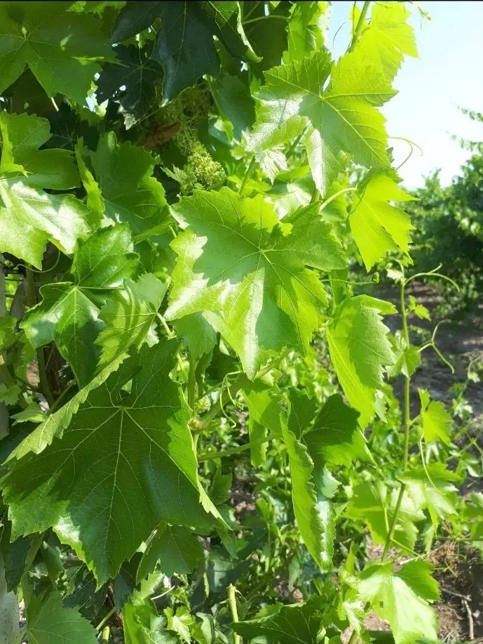 برگ مو|خوردنی و آشامیدنی|ارومیه, |دیوار