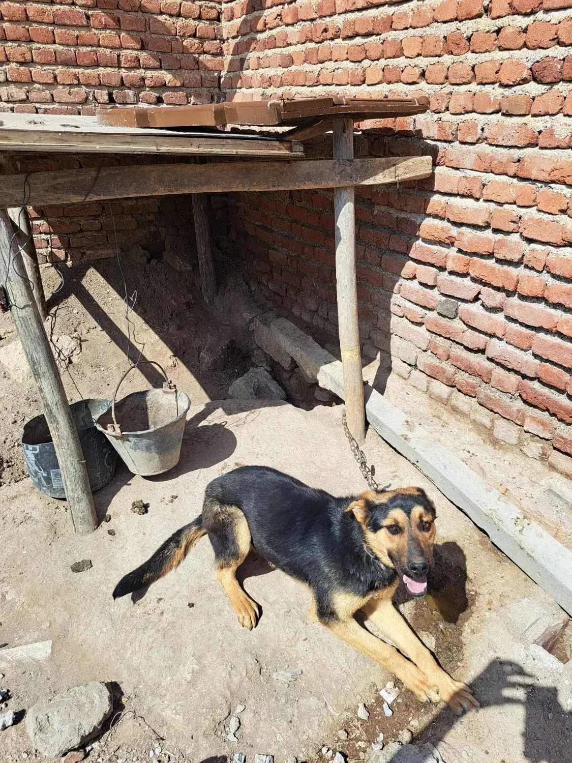 سگ ژرمن|سگ|بناب, |دیوار
