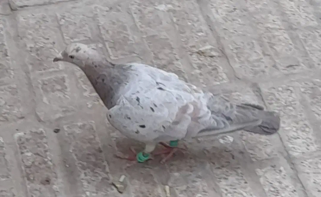 گمشده|پرنده|مشهد, کوی المهدی|دیوار