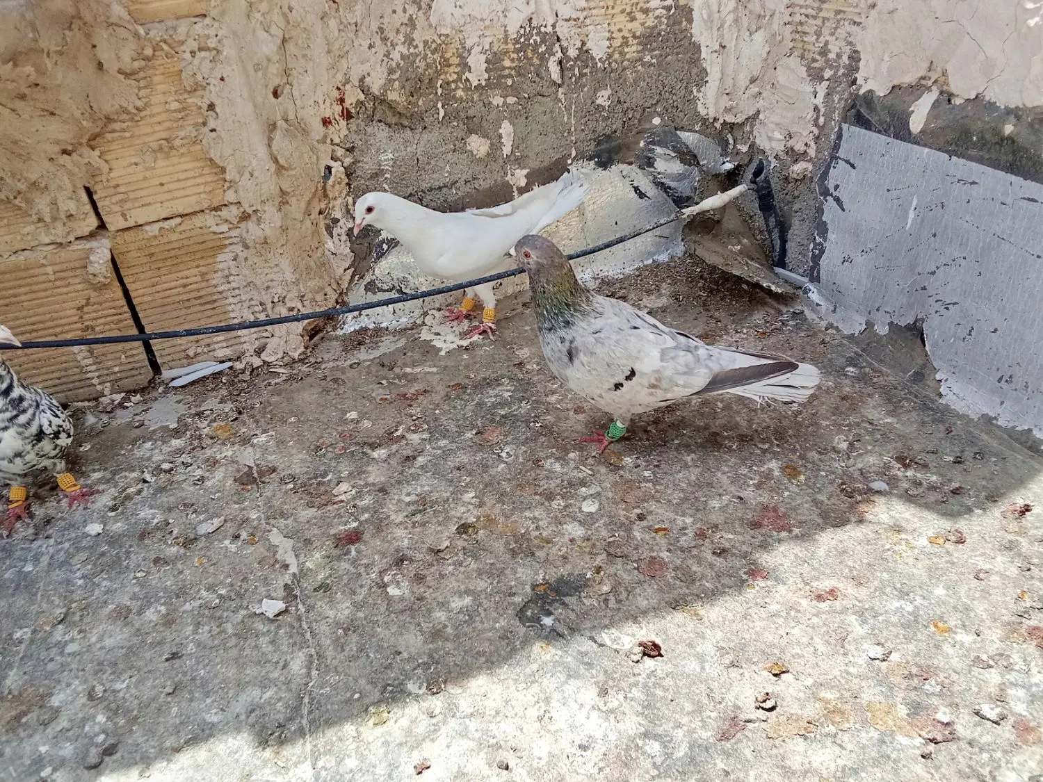 کبوتر|پرنده|خرمدشت, |دیوار