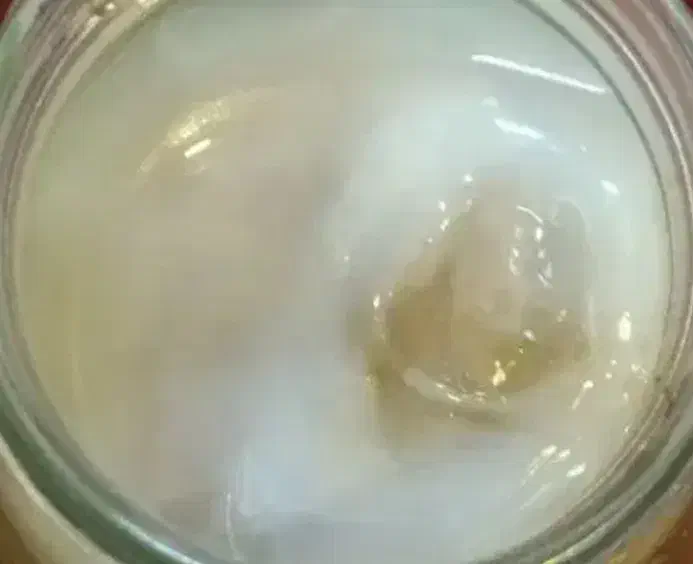 قارچ کامبوجا|خوردنی و آشامیدنی|مشهد, ابوذر|دیوار