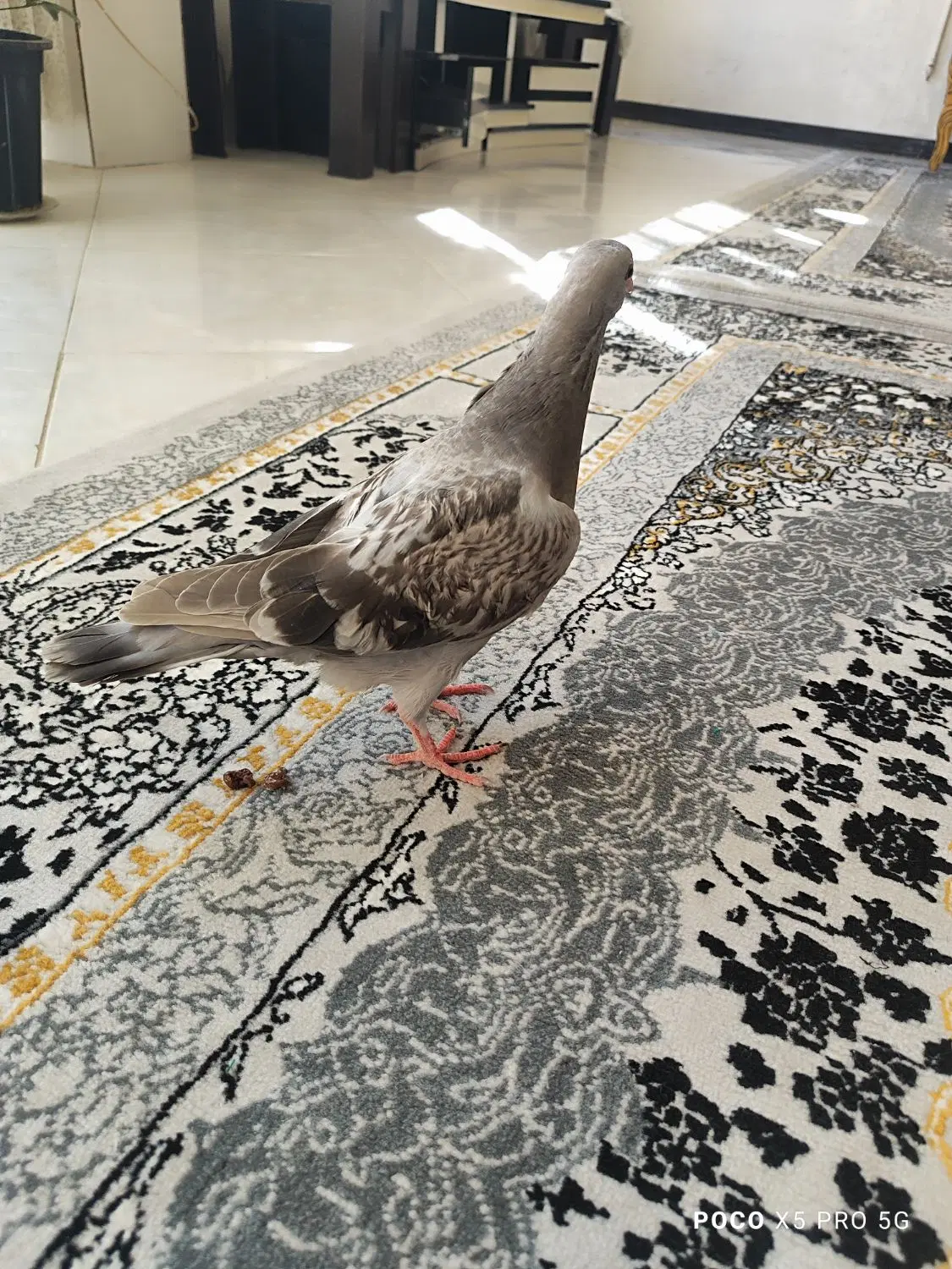 کبوتر|پرنده|اصفهان, حصه جنوبی|دیوار