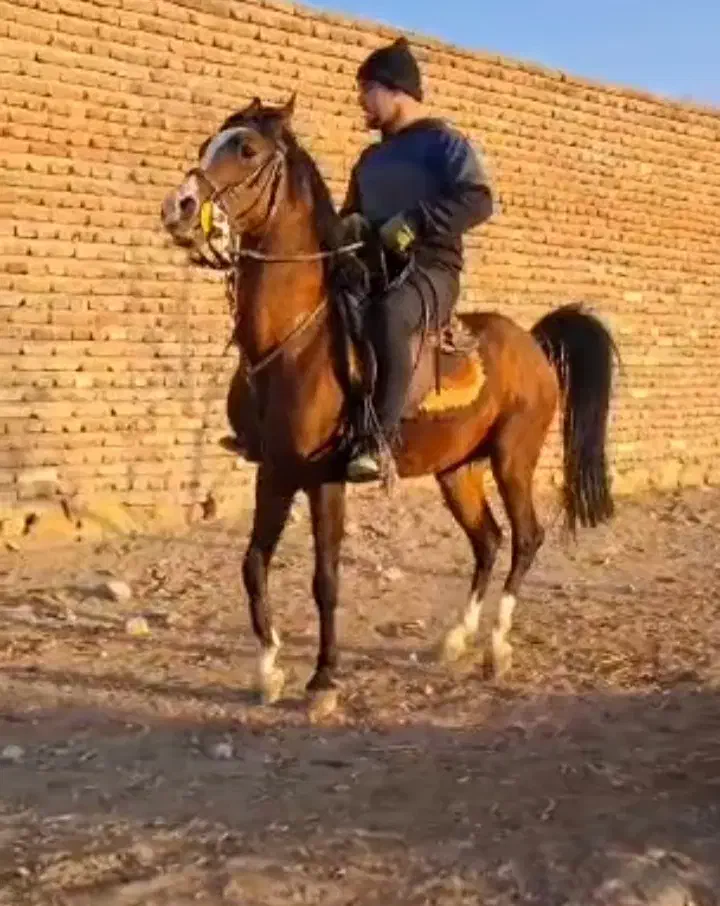 اسب کورد|اسب و تجهیزات اسب‌سواری|مرند, |دیوار