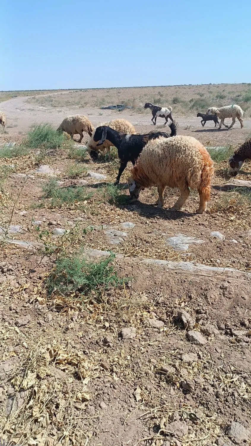 قوچ|حیوانات مزرعه|تایباد, |دیوار