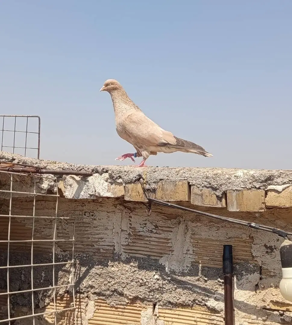 کبوتر|پرنده|کارون, |دیوار