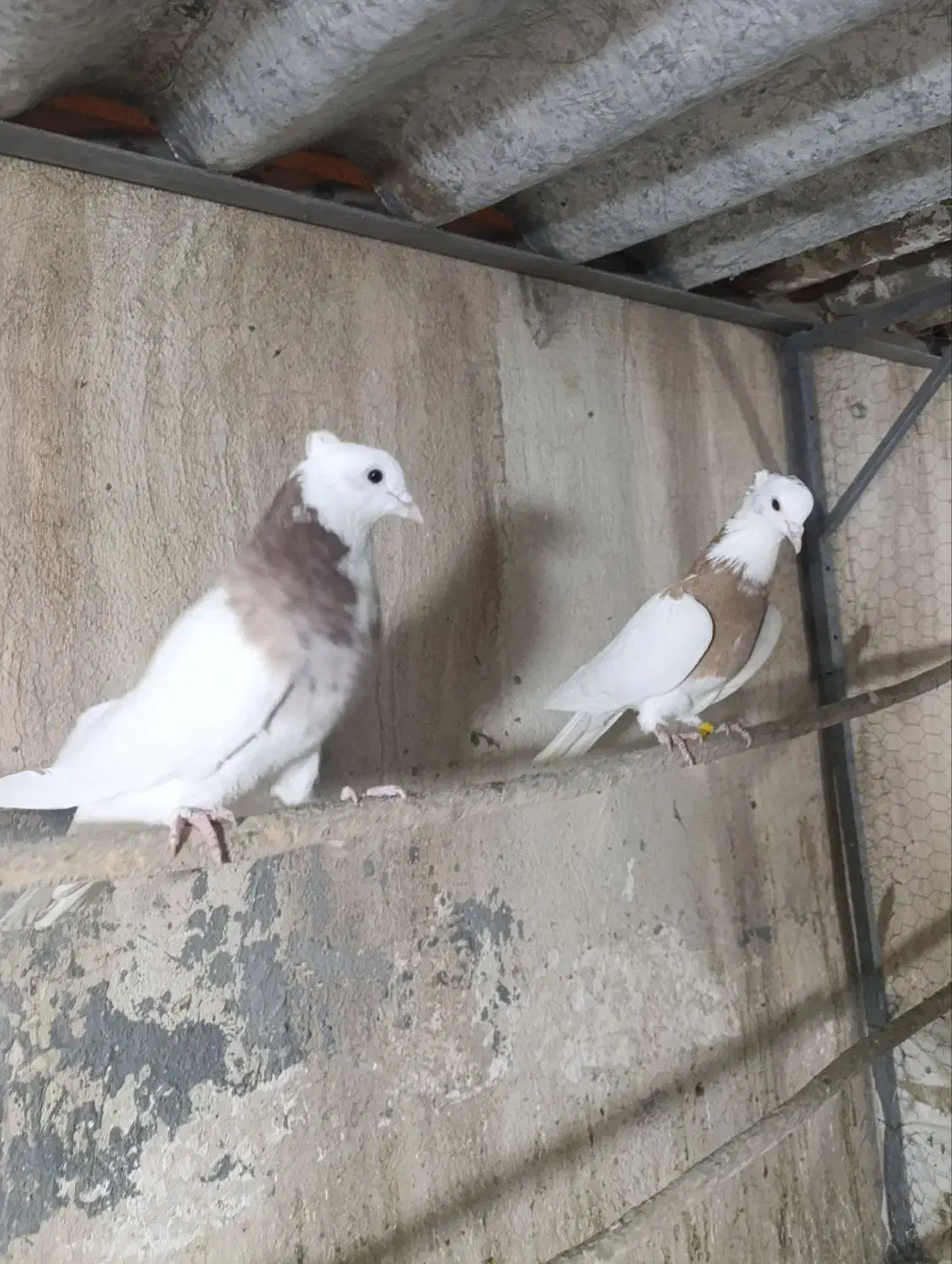 طوقی|پرنده|قم, شهر قائم|دیوار