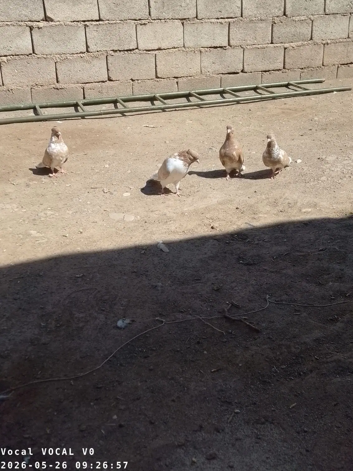 کبوتر|پرنده|خوی, |دیوار