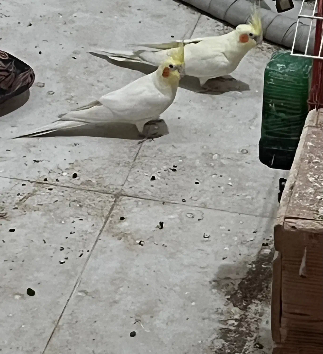 عروس هلندی|پرنده|ایذه, |دیوار