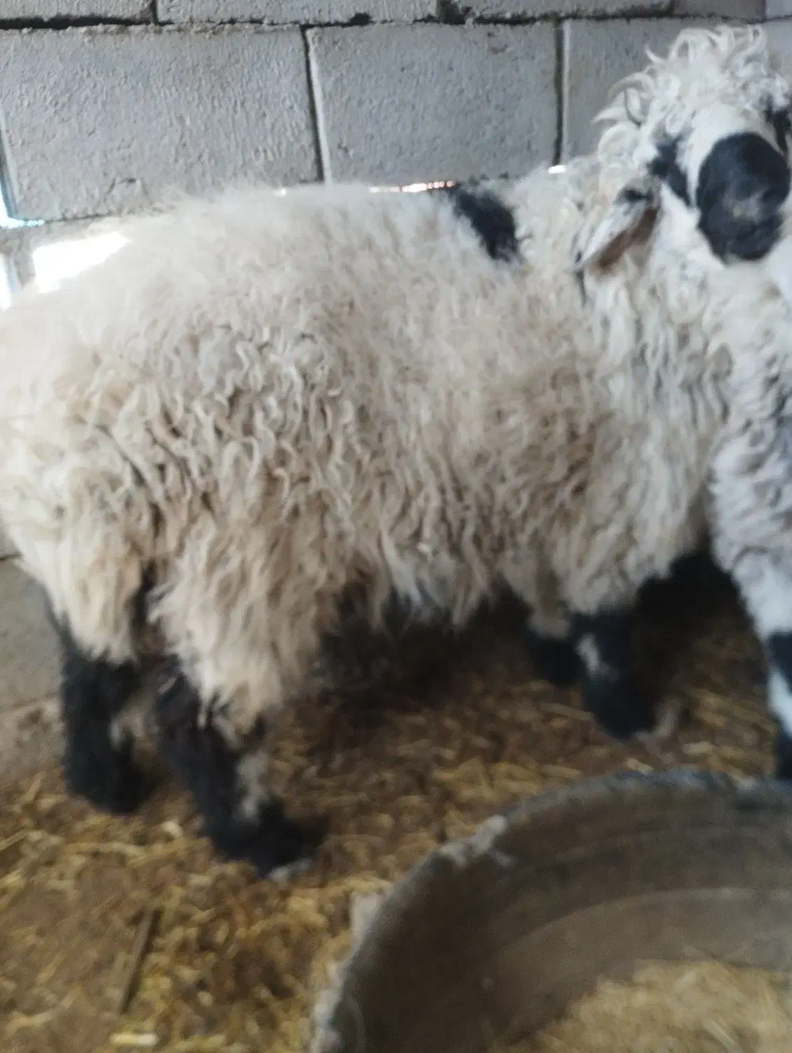 بره چاق|حیوانات مزرعه|نیمروز, |دیوار