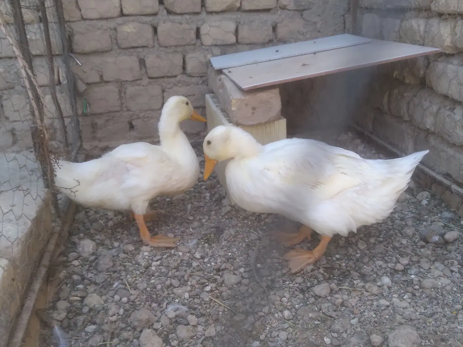 اردک|حیوانات مزرعه|مبارکه, |دیوار