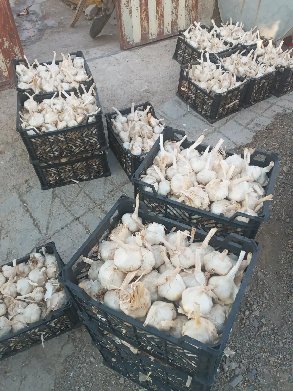 سیر|خوردنی و آشامیدنی|ملایر, |دیوار