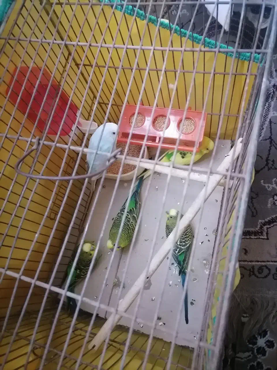 فروش مرغ عشق|پرنده|یزد, |دیوار