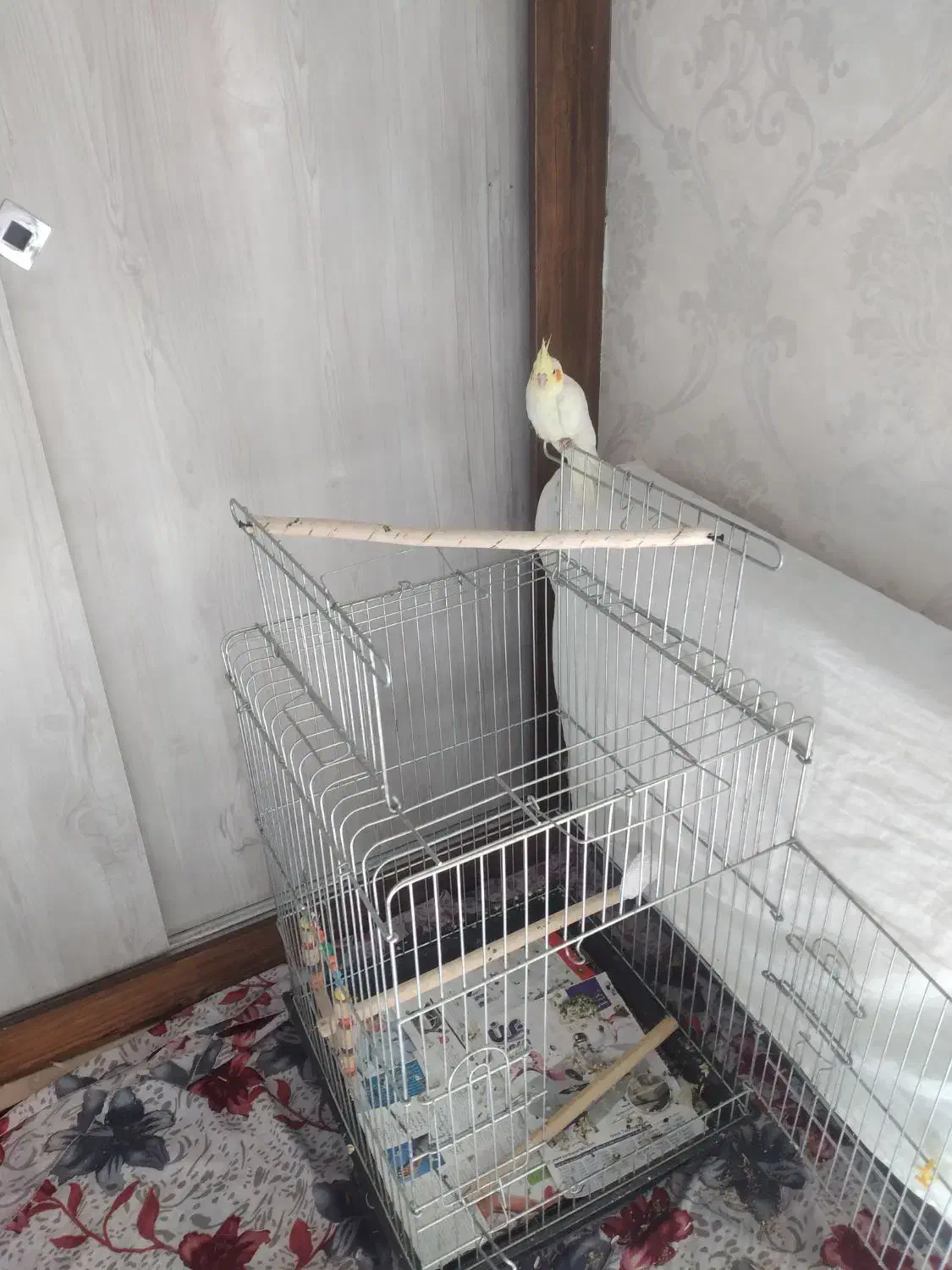 لوتینو|پرنده|پرند, فاز ۴|دیوار