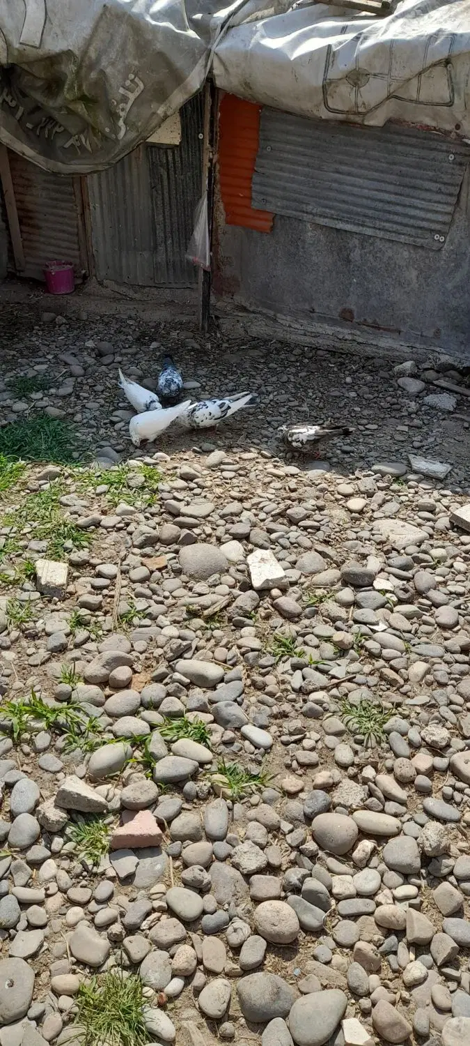 کبوتر|پرنده|کوچصفهان, |دیوار