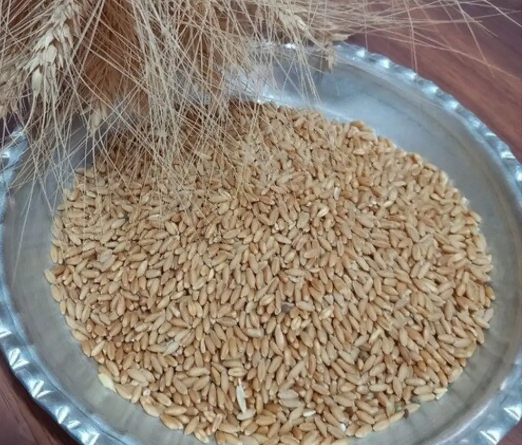 گندم|خوردنی و آشامیدنی|آسمینون, |دیوار