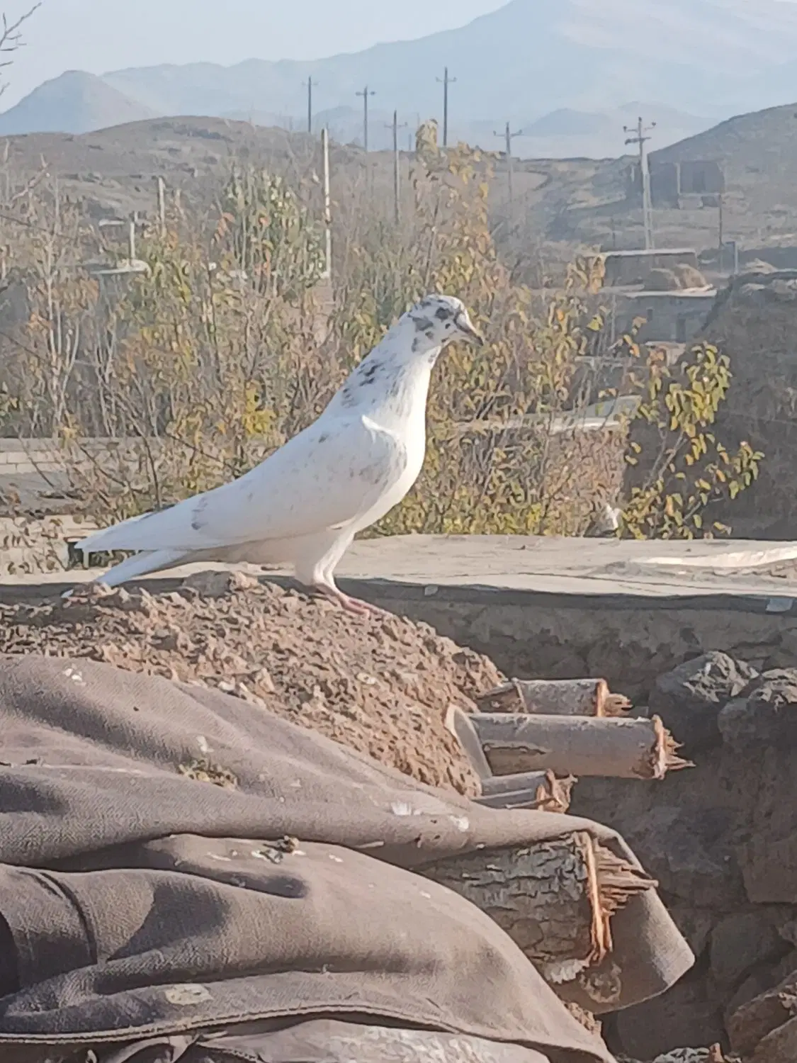 کبوتر|پرنده|مرادلو, |دیوار