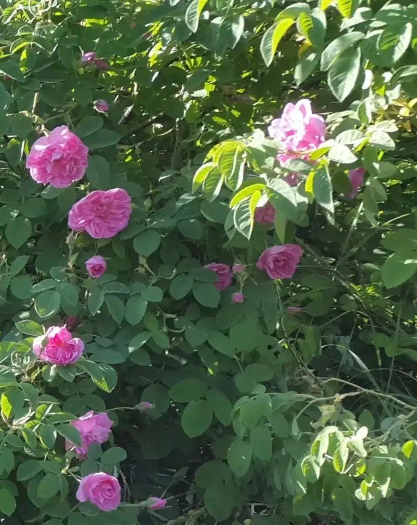 گل محمدی|گل و گیاه طبیعی|نهاوند, |دیوار