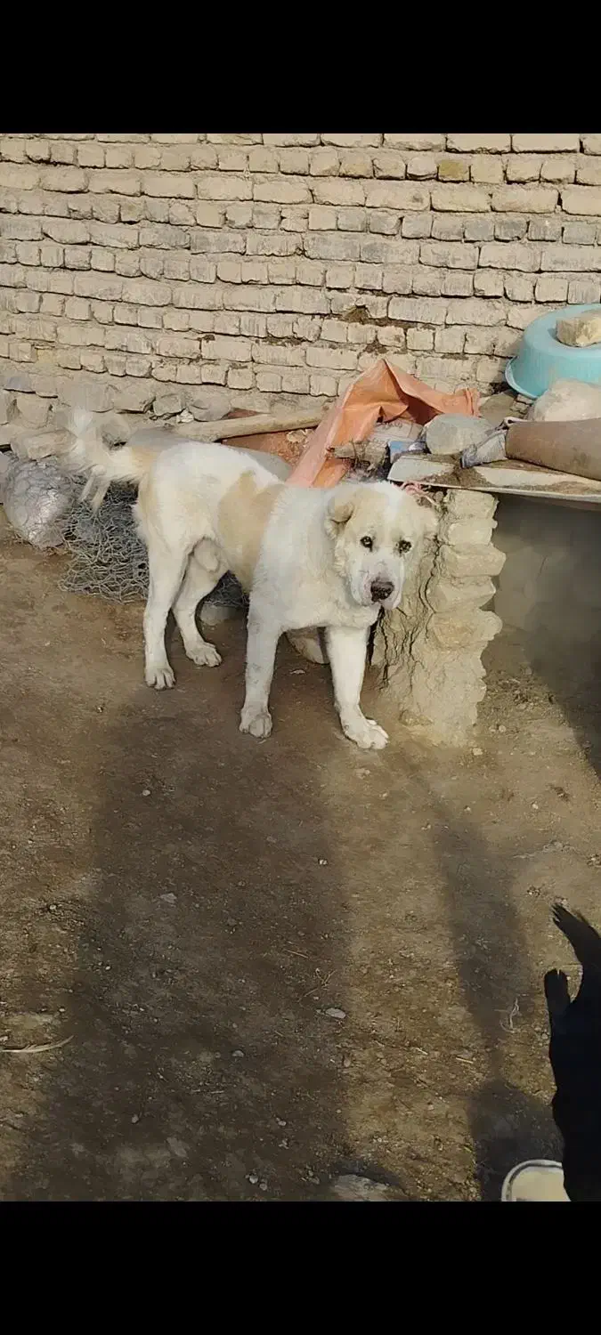 سگ الابای|سگ|مشهد, خواجه ربیع|دیوار