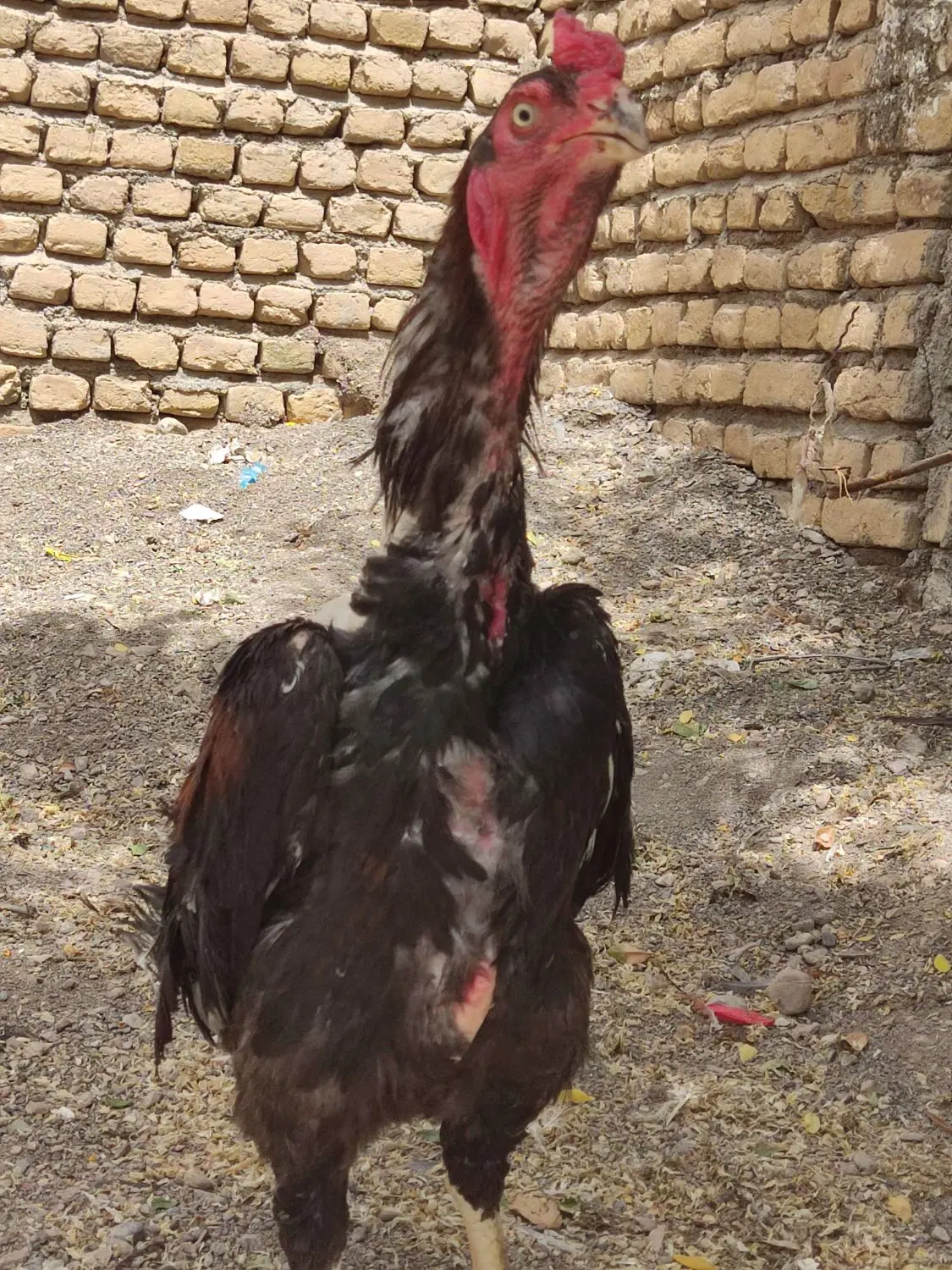 لاری|حیوانات مزرعه|مشهد, امیر المومنین|دیوار