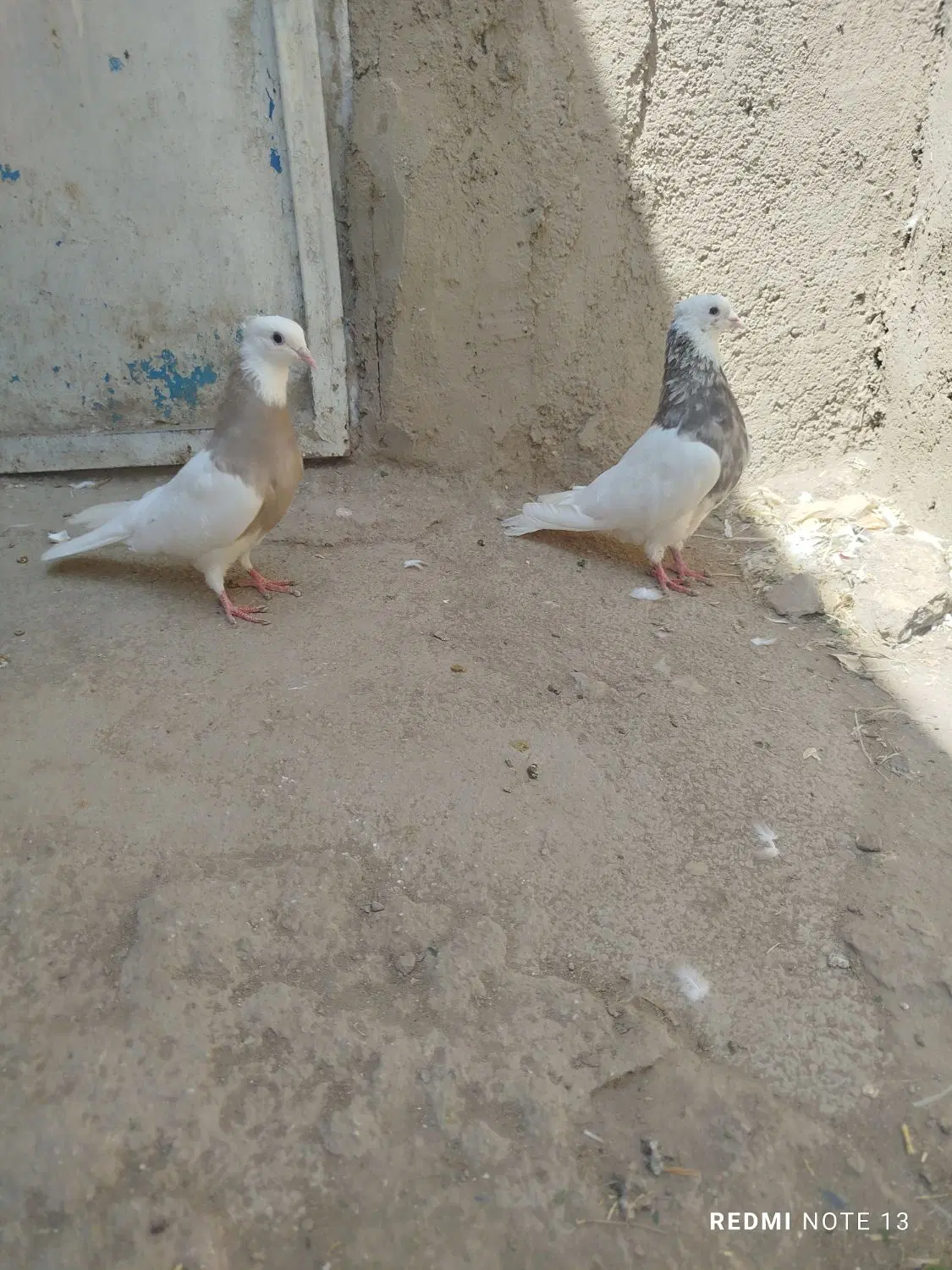 کفتر|پرنده|همدان, |دیوار
