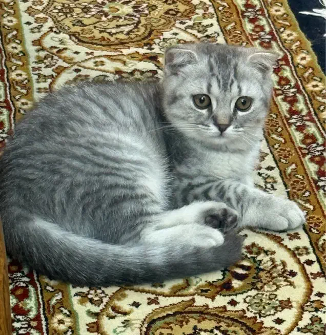 گربه بغلی|گربه|تبریز, |دیوار