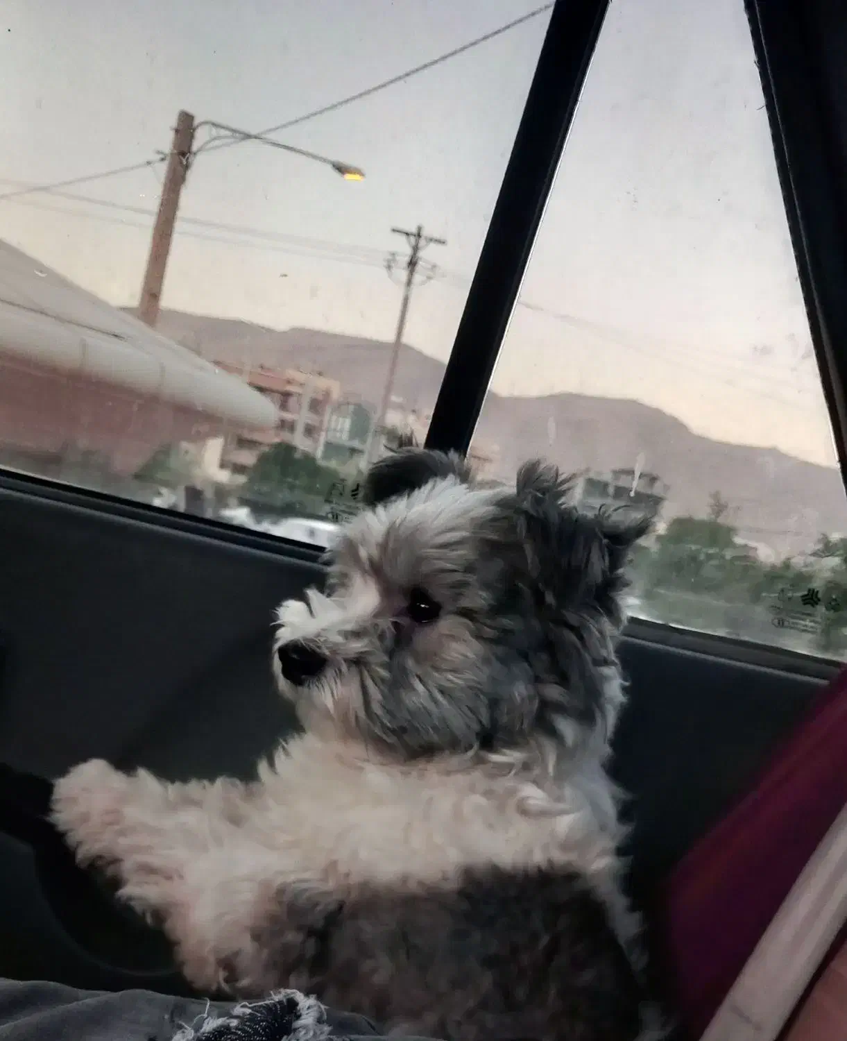 سگ شیتزو|سگ|شیراز, گویم|دیوار