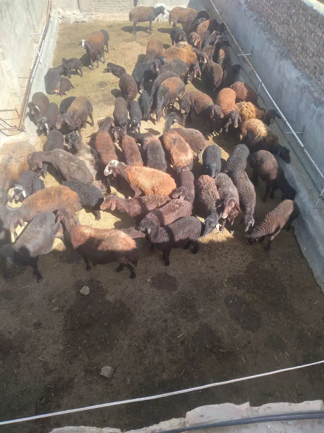 میش|حیوانات مزرعه|طاغنکوه, |دیوار