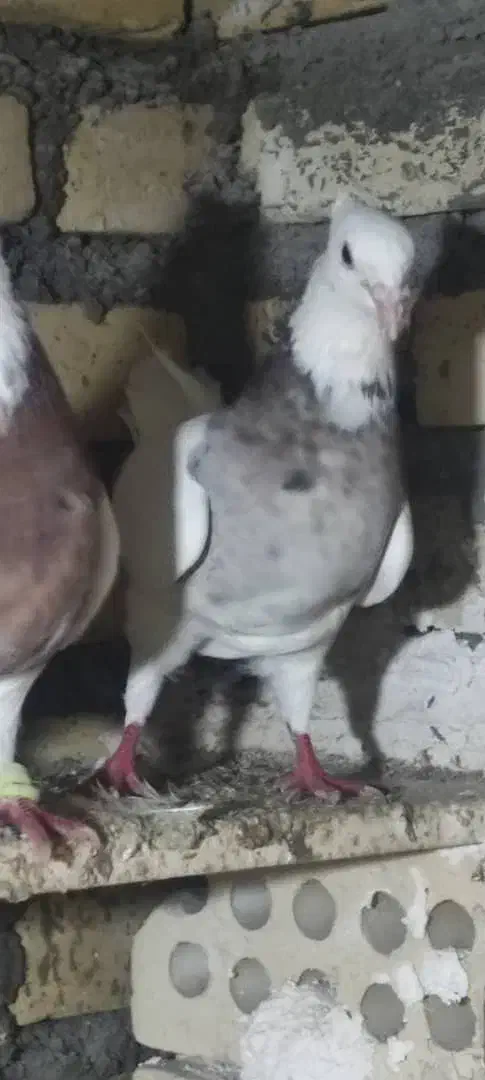 کبوتر|پرنده|باوی, |دیوار