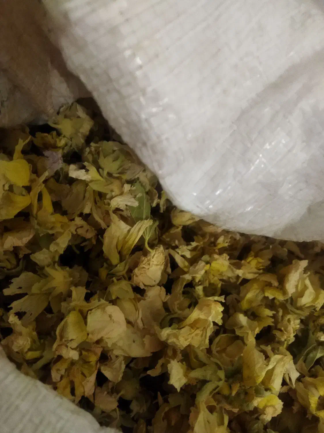 گل ختمی|گل و گیاه طبیعی|شهرکرد, |دیوار