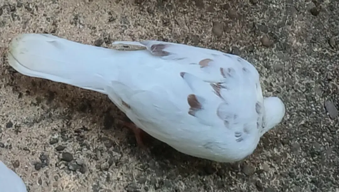 کبوتر|پرنده|رانکوه, |دیوار