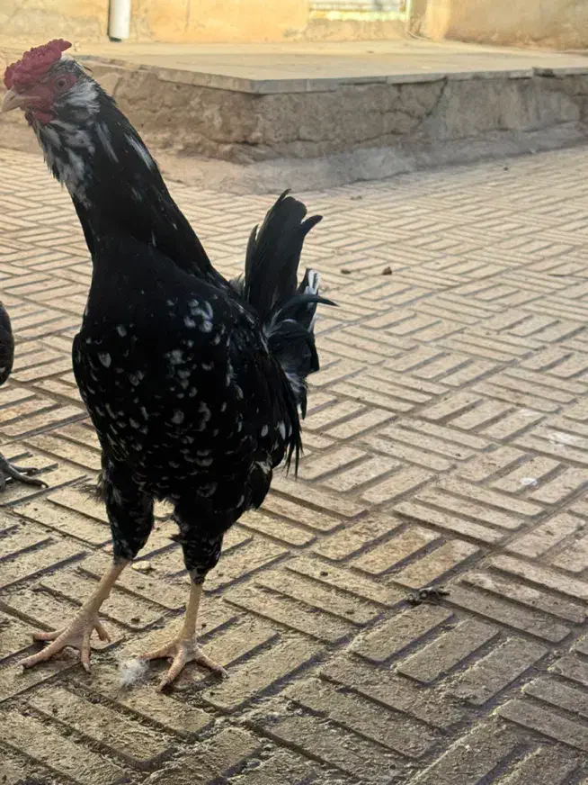 خروس گلین|حیوانات مزرعه|زرندیه, |دیوار