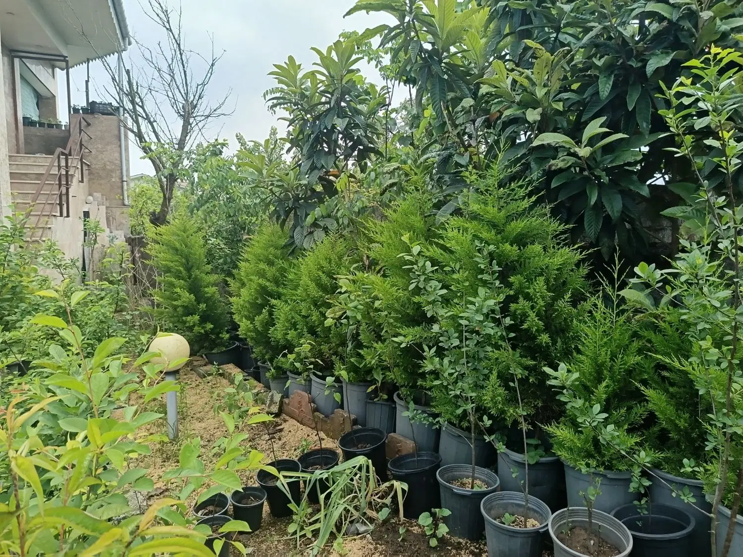 گل لاوسون|گل و گیاه طبیعی|واجارگاه, |دیوار