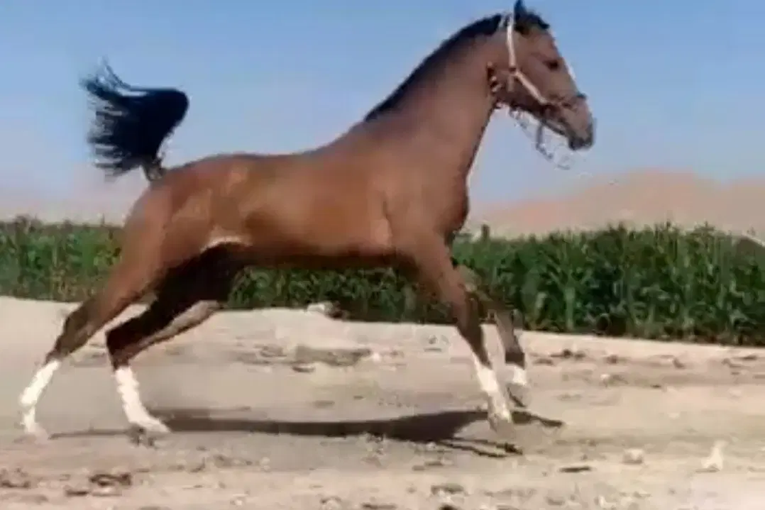 اسب|اسب و تجهیزات اسب‌سواری|شیراز, شهرک رضوان|دیوار