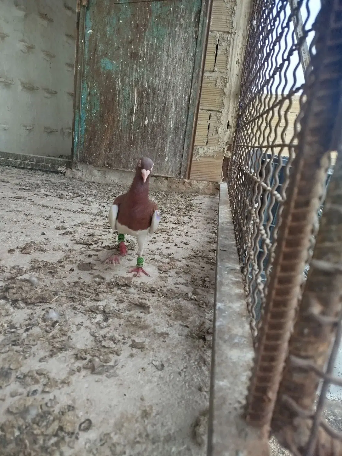 کبوتر|پرنده|تاکستان, |دیوار