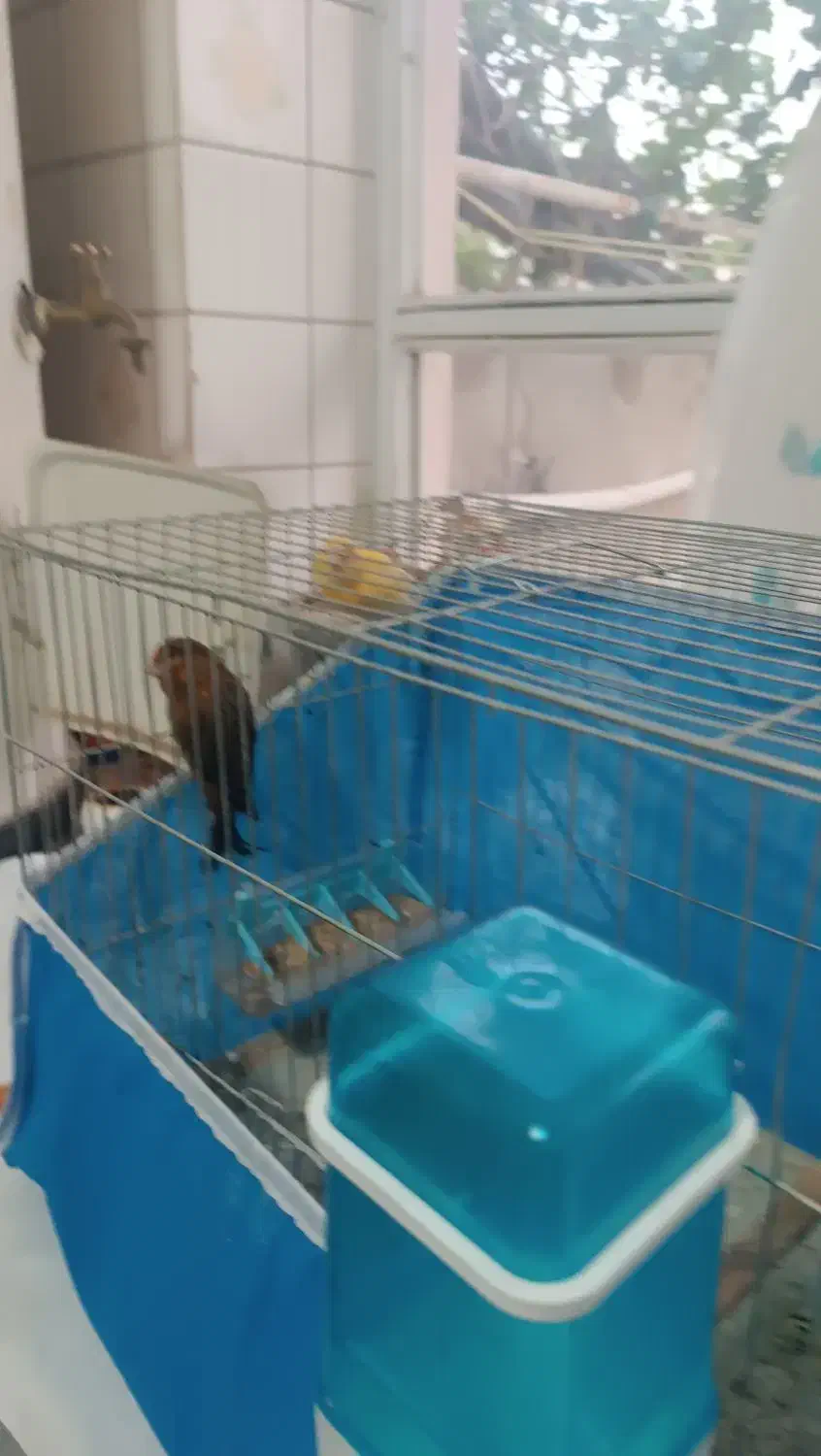 پرنده|پرنده|سامان, |دیوار