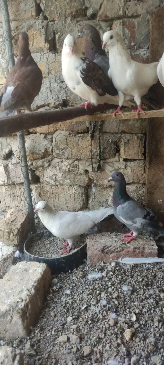 کفتر|پرنده|ساوه, |دیوار