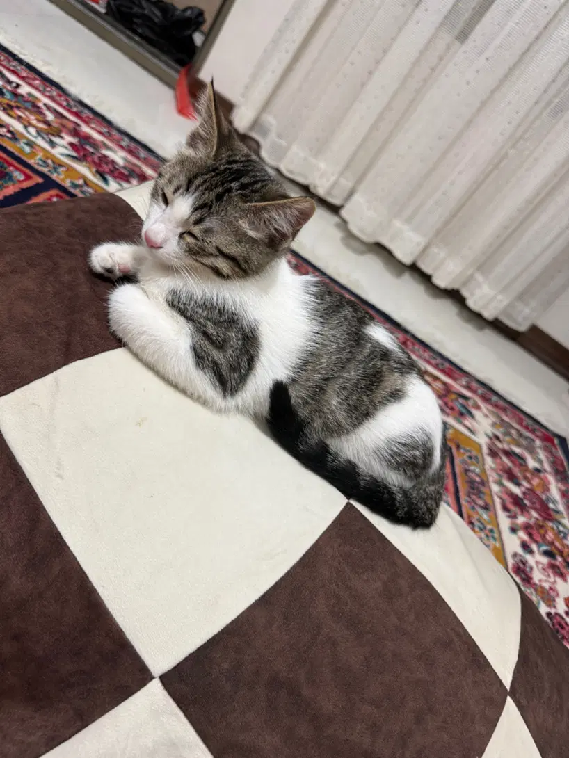 گربه DSH|گربه|کرمان, |دیوار